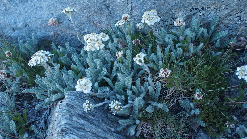 Achillea nana / Millefoglio nano